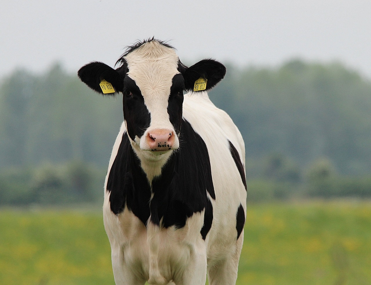 Tambo:
Advierten que “la sequía encarece la producción de leche”
