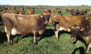 TamboDem inicia su cuarta temporada productiva