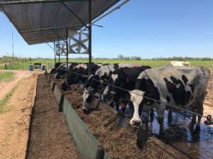 Club de buenas prácticas tamberas