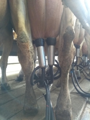 Diagnóstico y prevención de la mastitis 