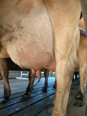 Diagnóstico y prevención de la mastitis 