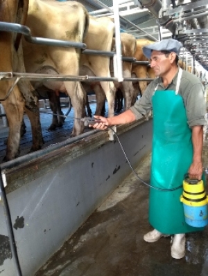Diagnóstico y prevención de la mastitis 